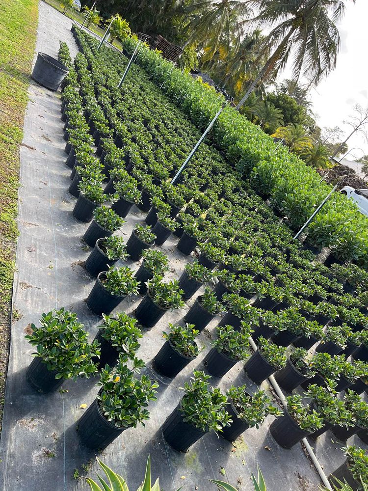 ficus-microcarpa-green-island-ficus-green-island