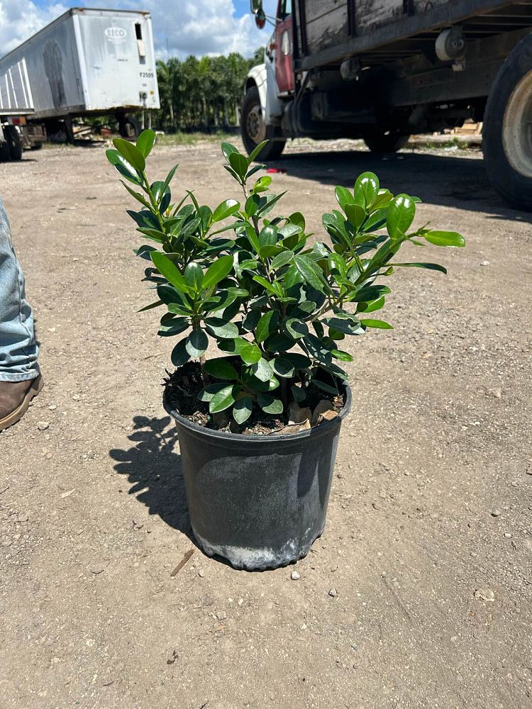 ficus-microcarpa-green-island-ficus-green-island