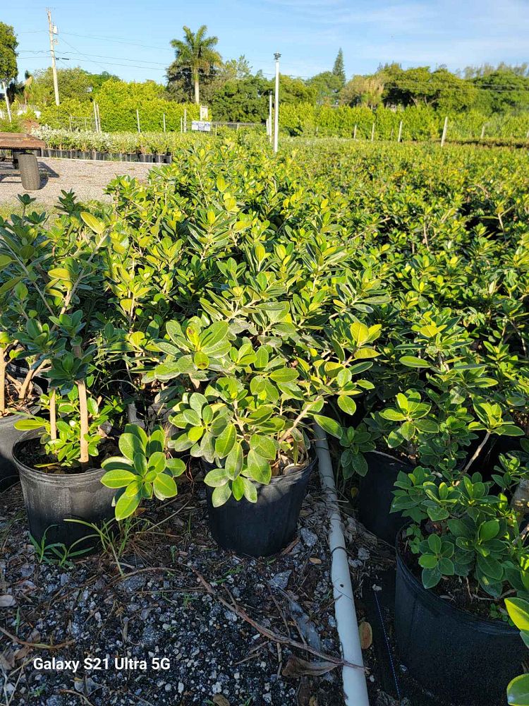 ficus-microcarpa-green-island-ficus-green-island