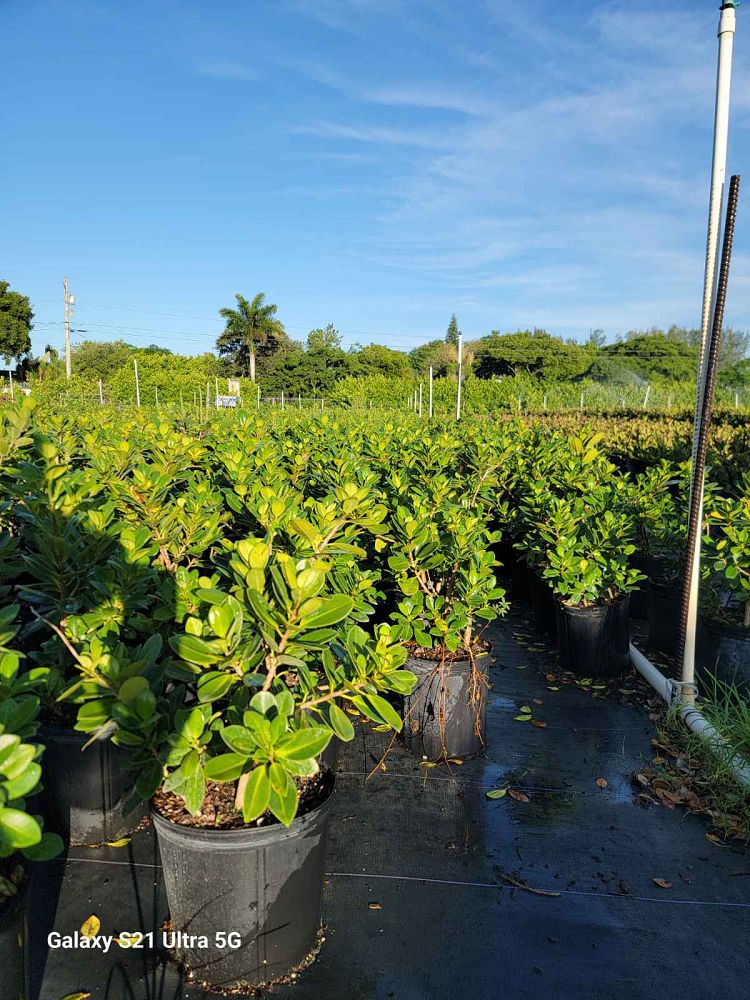 ficus-microcarpa-green-island-ficus-green-island