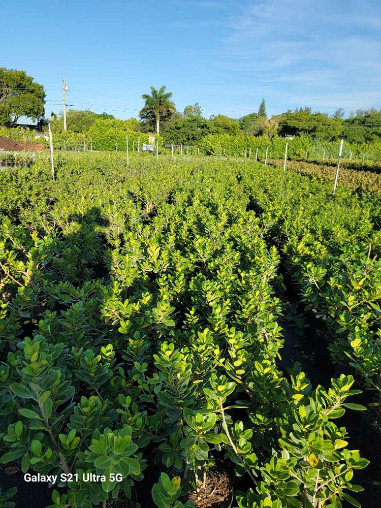 ficus-microcarpa-green-island-ficus-green-island