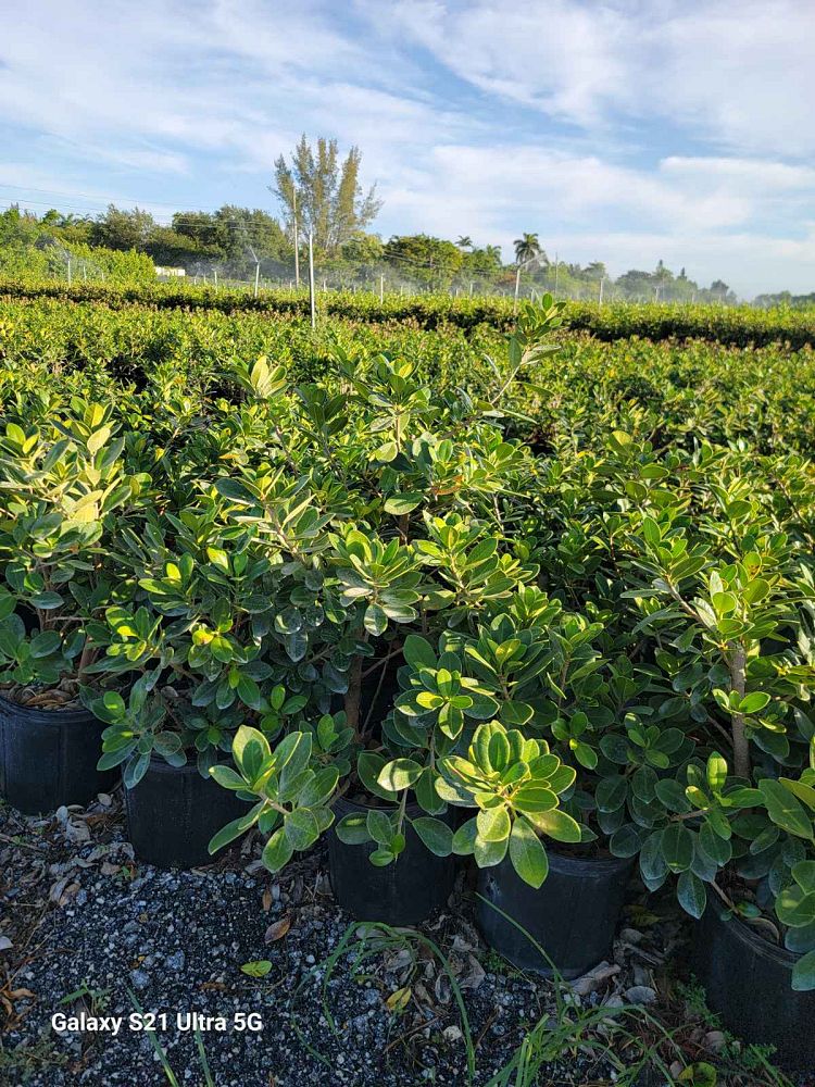 ficus-microcarpa-green-island-ficus-green-island
