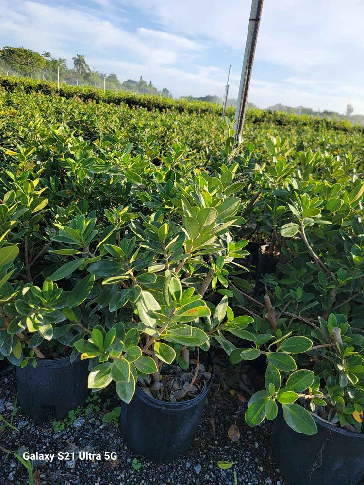 ficus-microcarpa-green-island-ficus-green-island
