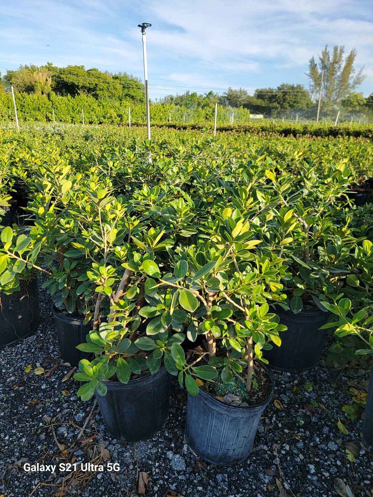 ficus-microcarpa-green-island-ficus-green-island