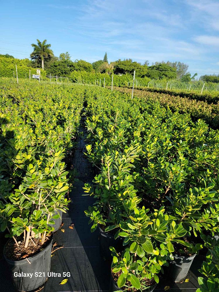ficus-microcarpa-green-island-ficus-green-island