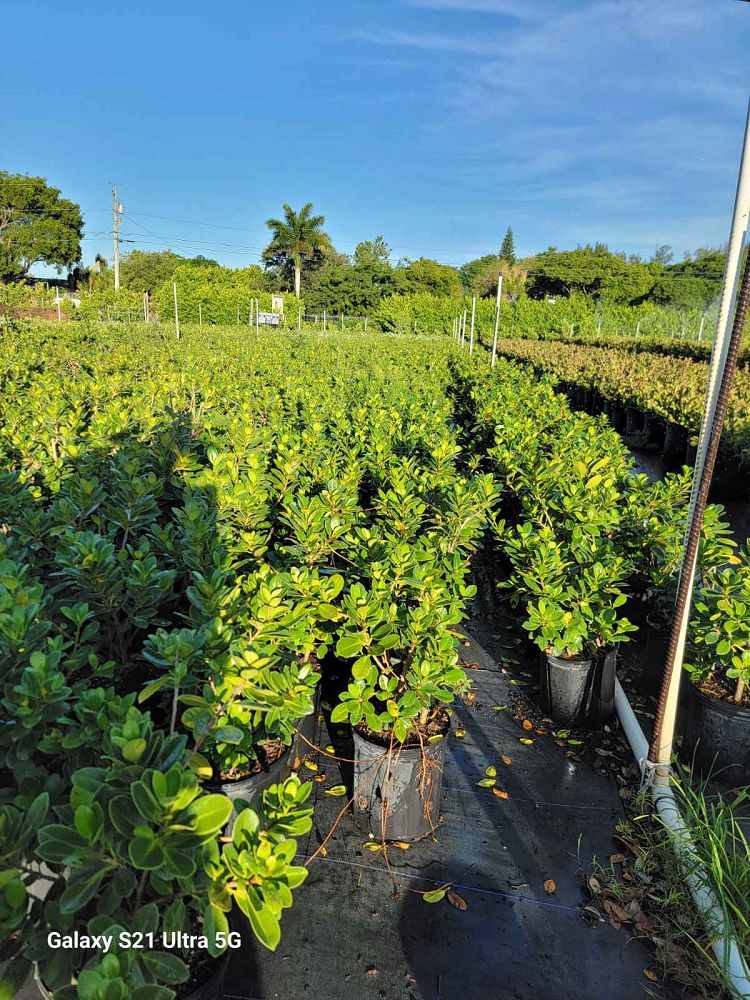 ficus-microcarpa-green-island-ficus-green-island