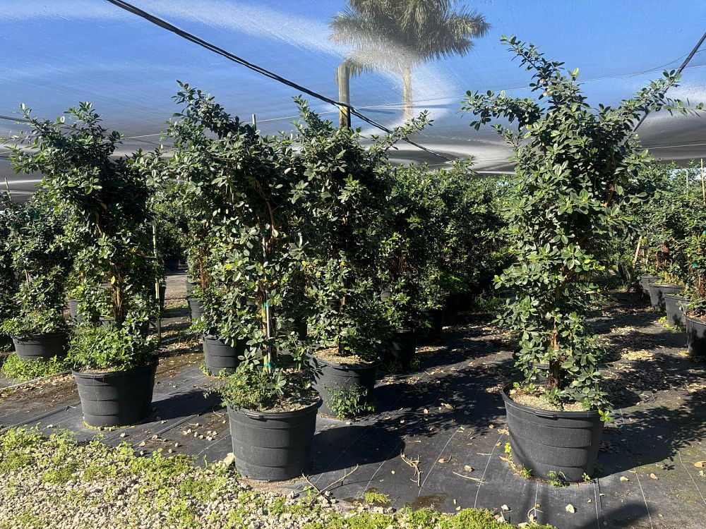 ficus-microcarpa-green-island-ficus-green-island