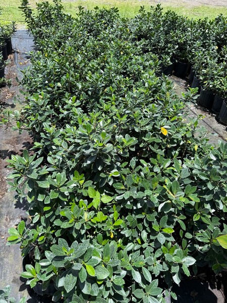 ficus-microcarpa-green-island-ficus-green-island