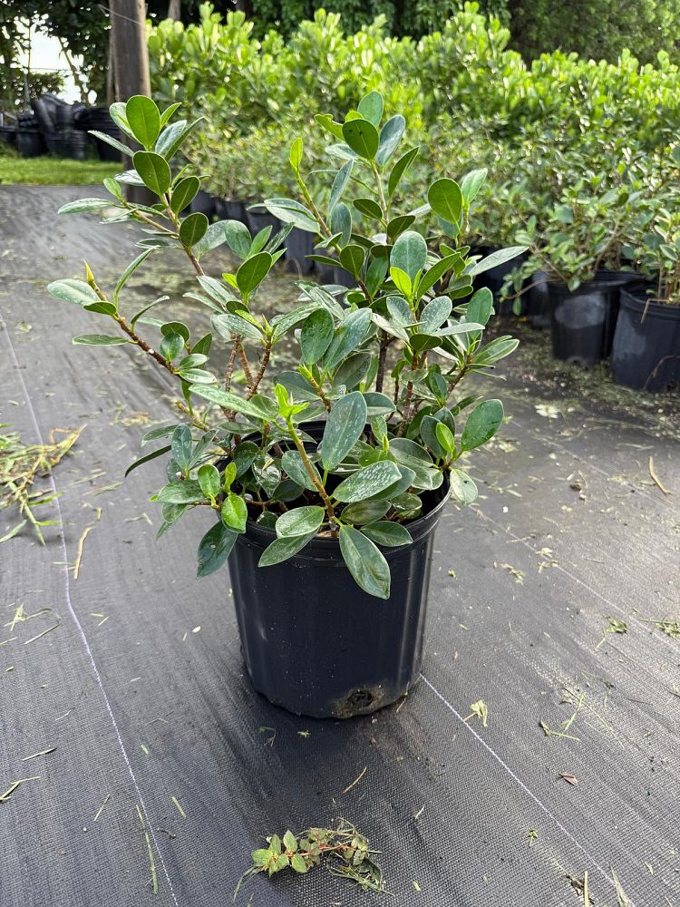 ficus-microcarpa-green-island-ficus-green-island