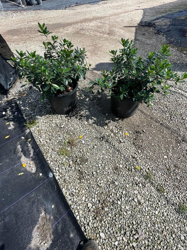 ficus-microcarpa-green-island-ficus-green-island