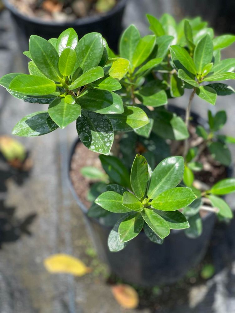 ficus-microcarpa-green-island-ficus-green-island