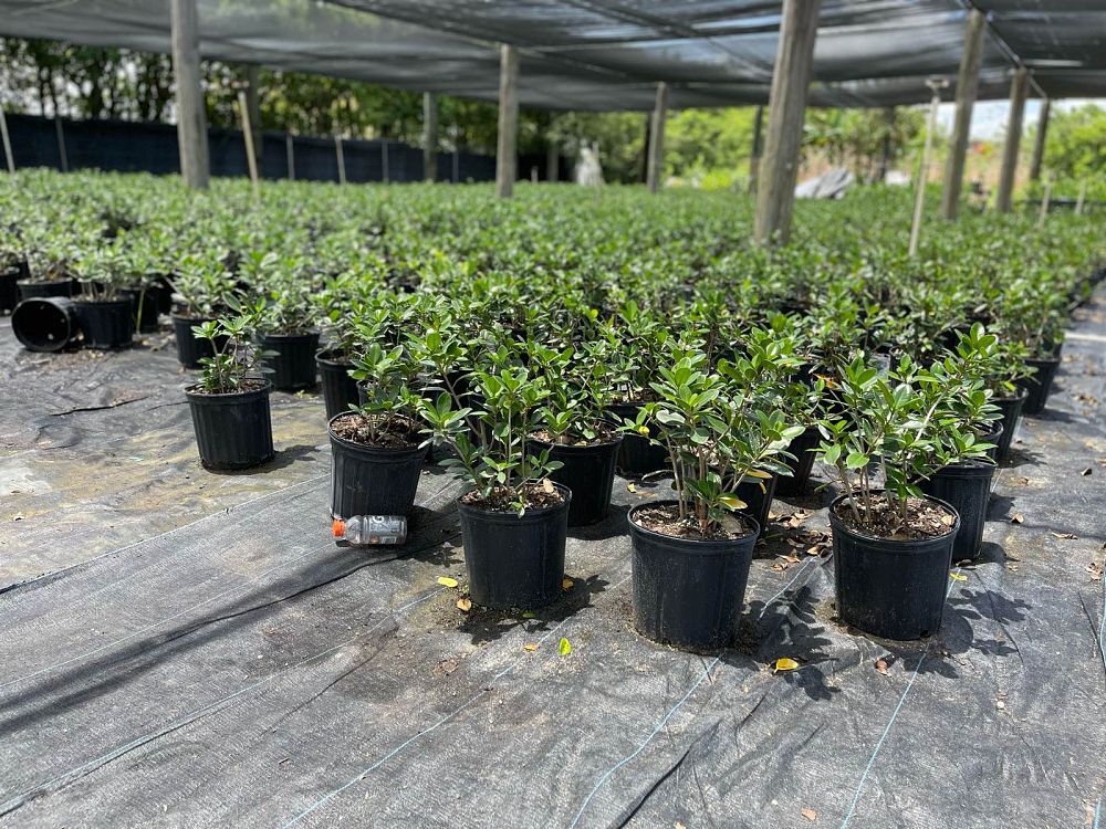 ficus-microcarpa-green-island-ficus-green-island