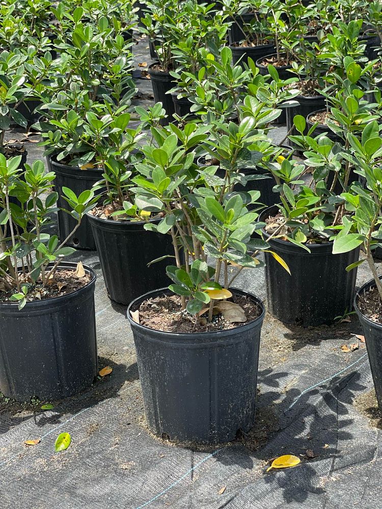 ficus-microcarpa-green-island-ficus-green-island