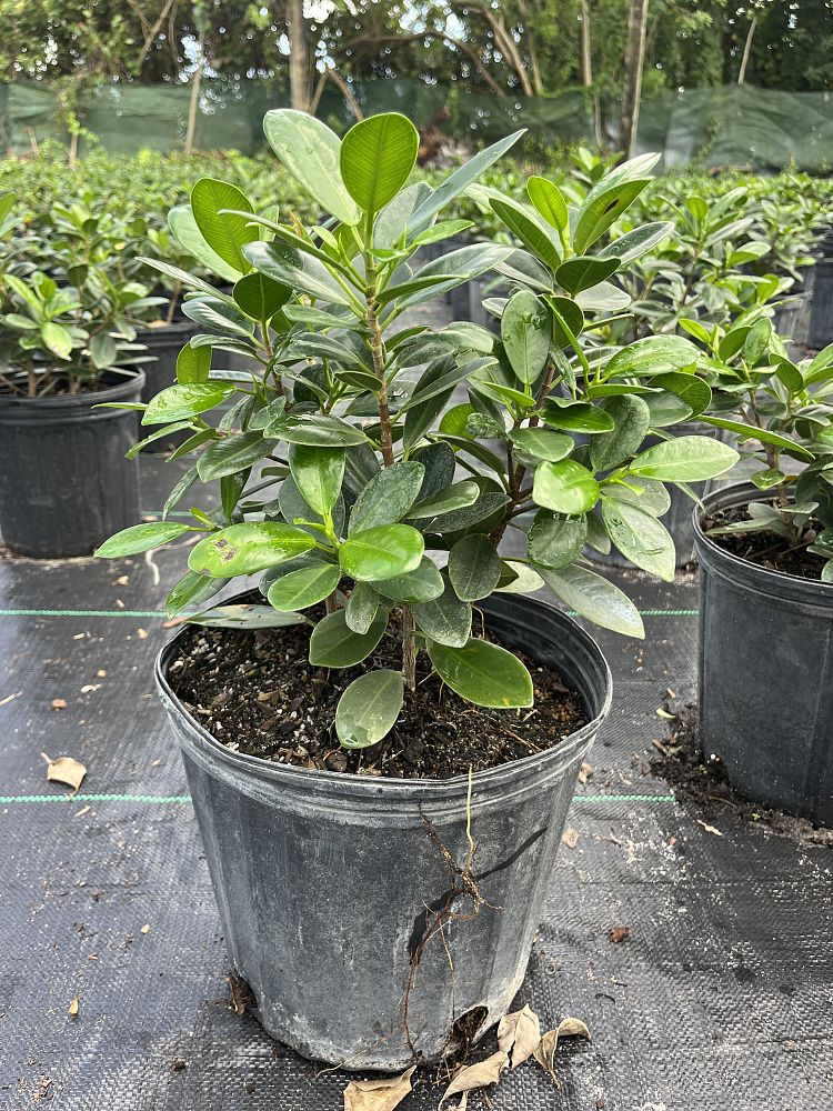 ficus-microcarpa-green-island-ficus-green-island
