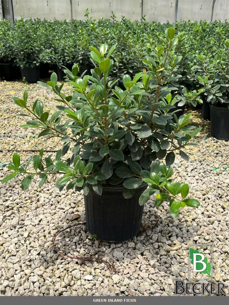 ficus-microcarpa-green-island-ficus-green-island