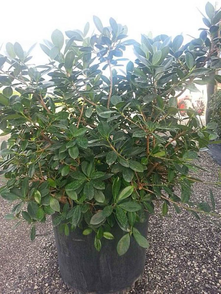 ficus-microcarpa-green-island-ficus-green-island