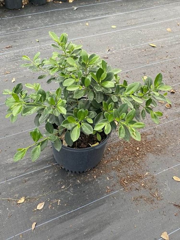 ficus-microcarpa-green-island-ficus-green-island