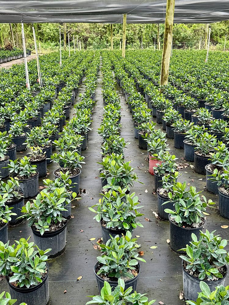 ficus-microcarpa-green-island-ficus-green-island