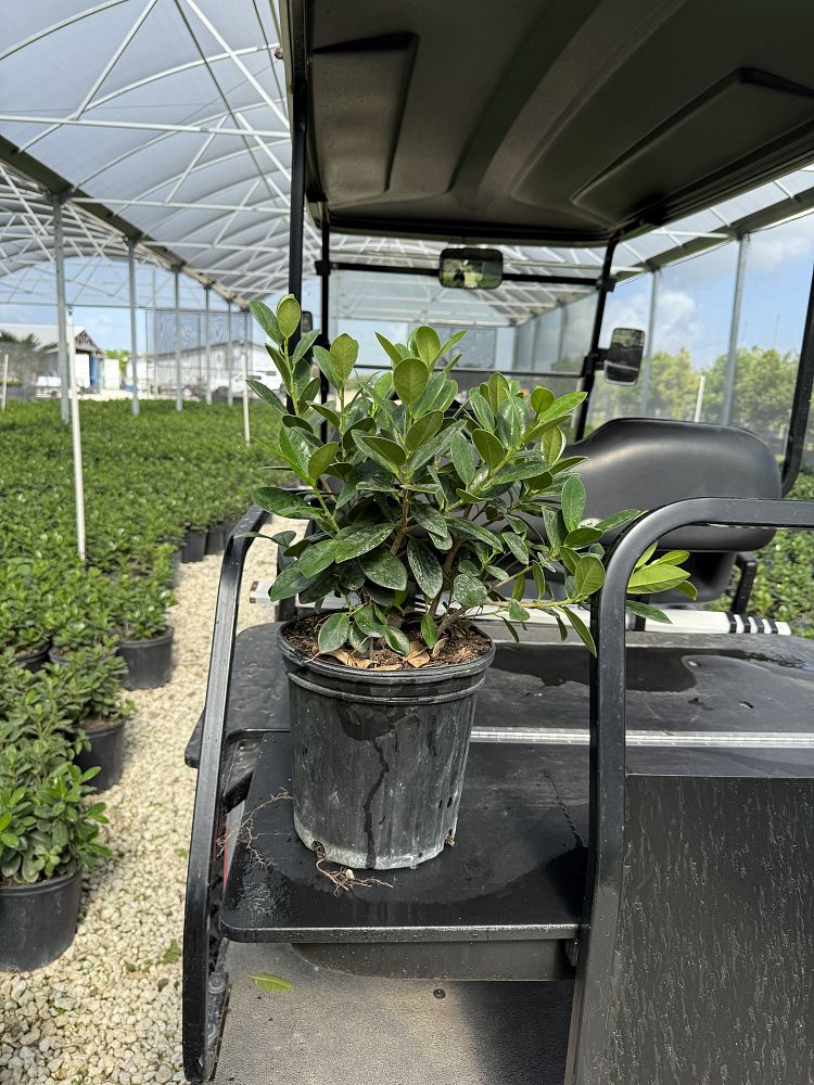 ficus-microcarpa-green-island-ficus-green-island