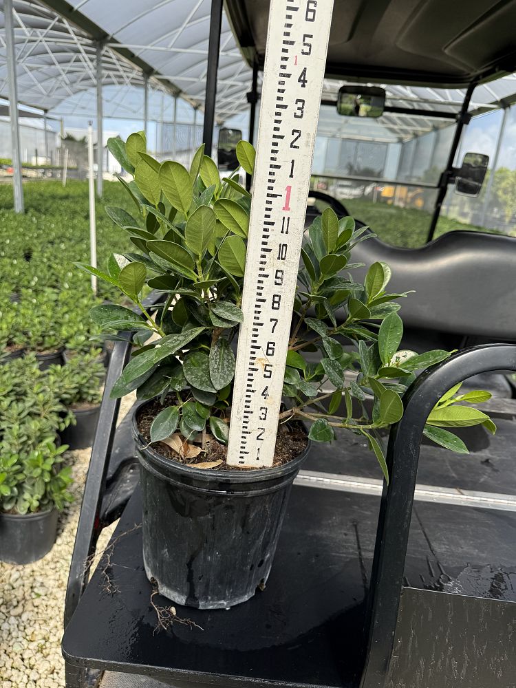 ficus-microcarpa-green-island-ficus-green-island