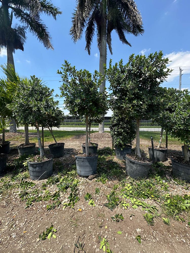 ficus-microcarpa-green-island-ficus-green-island