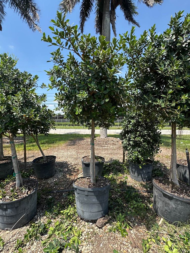 ficus-microcarpa-green-island-ficus-green-island