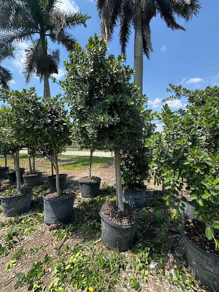 ficus-microcarpa-green-island-ficus-green-island