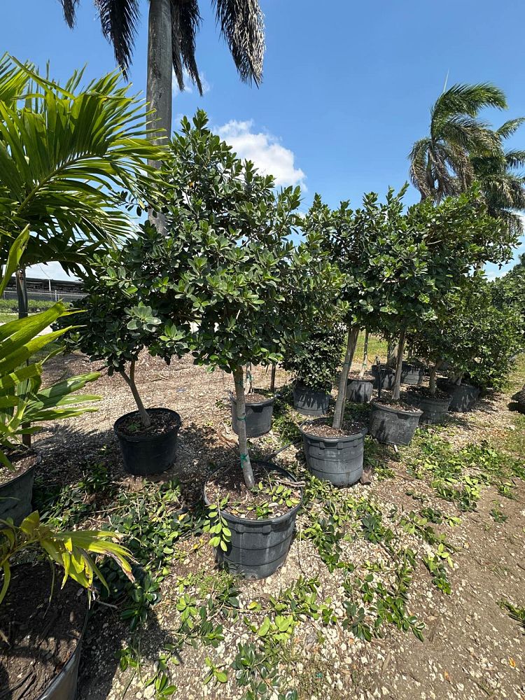 ficus-microcarpa-green-island-ficus-green-island
