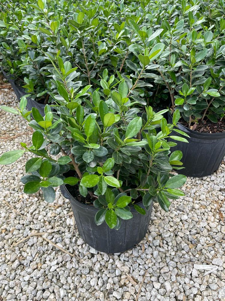 ficus-microcarpa-green-island-ficus-green-island