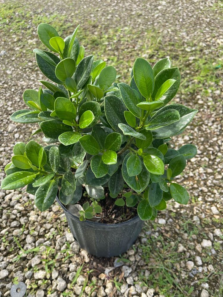ficus-microcarpa-green-island-ficus-green-island