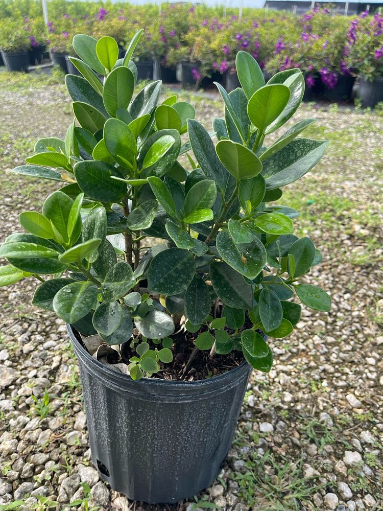 ficus-microcarpa-green-island-ficus-green-island