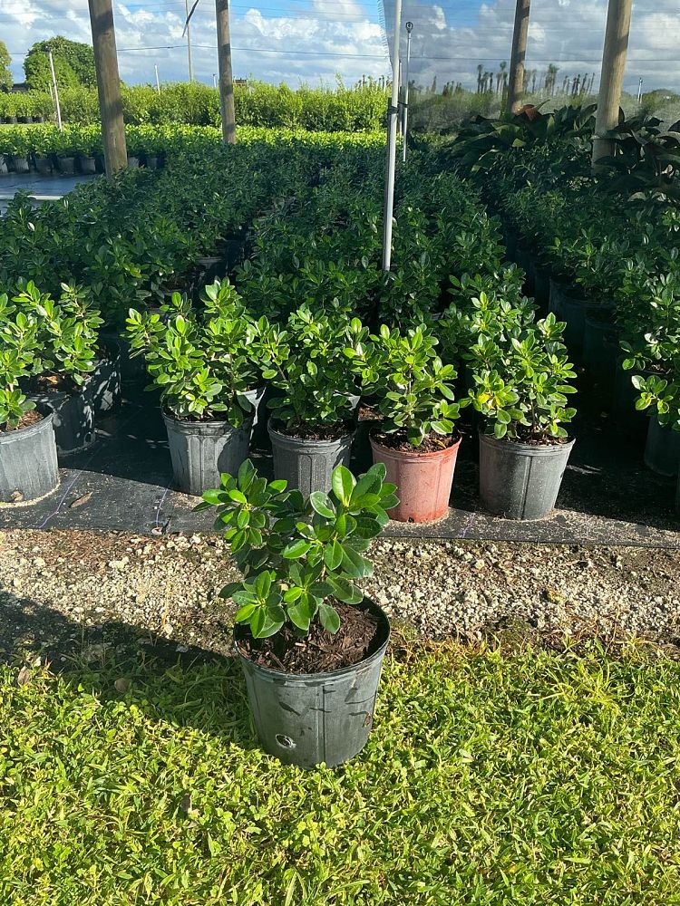 ficus-microcarpa-green-island-ficus-green-island