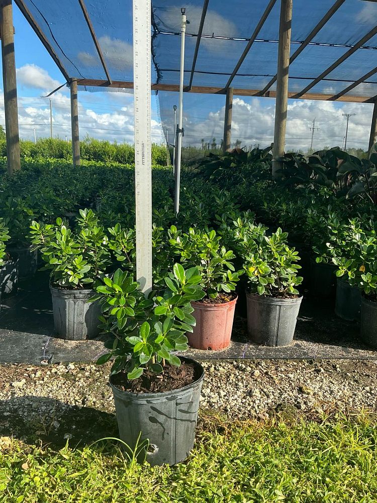 ficus-microcarpa-green-island-ficus-green-island