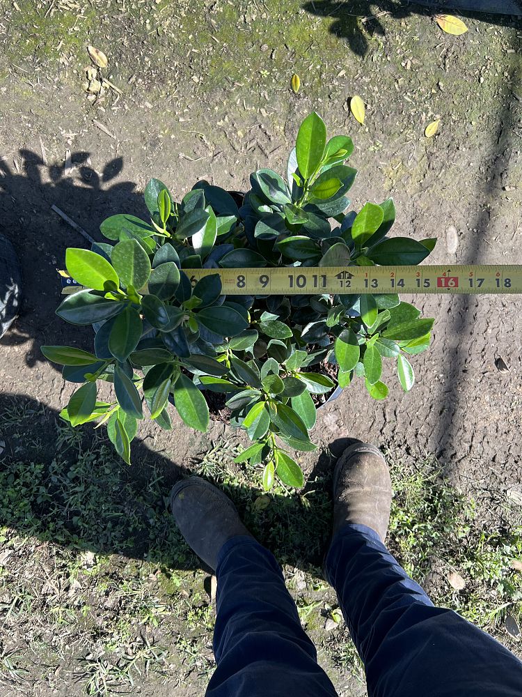 ficus-microcarpa-green-island-ficus-green-island