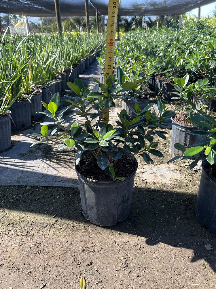 ficus-microcarpa-green-island-ficus-green-island