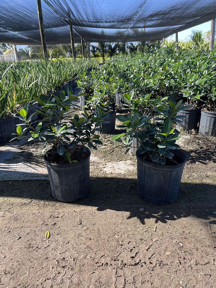 ficus-microcarpa-green-island-ficus-green-island