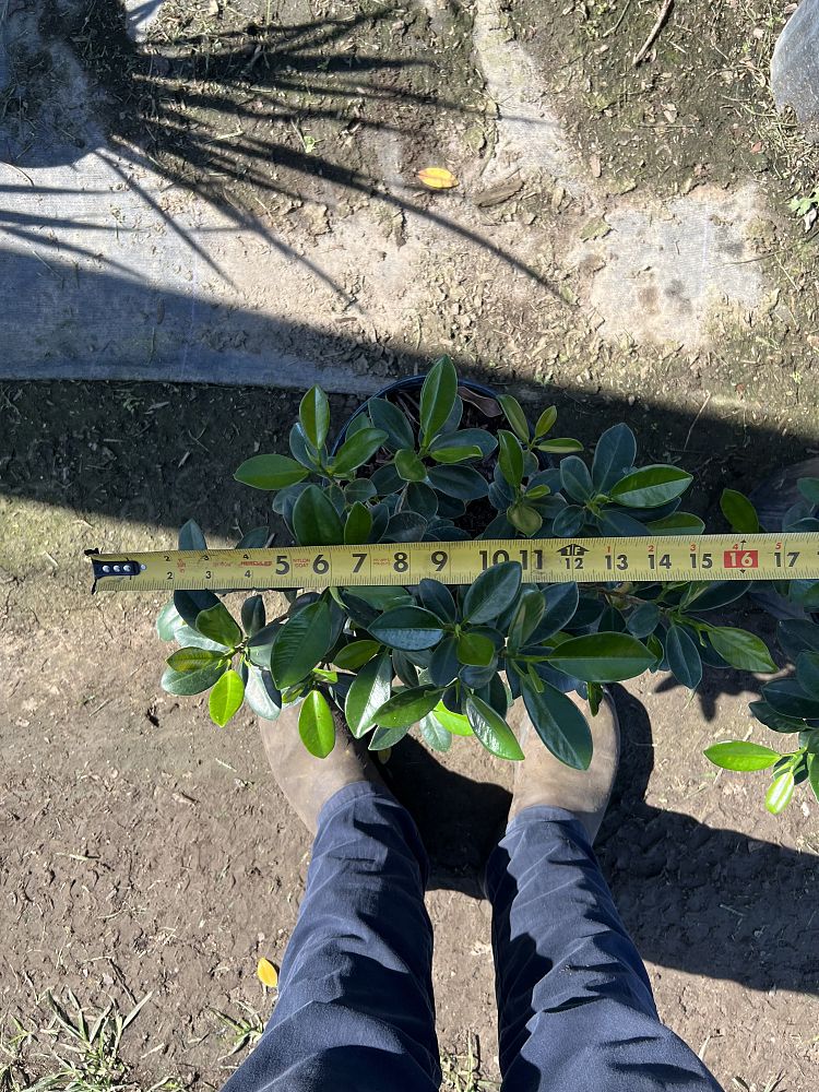 ficus-microcarpa-green-island-ficus-green-island