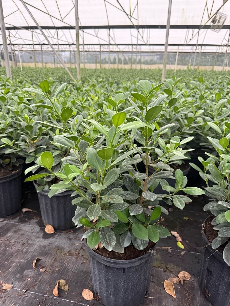 ficus-microcarpa-green-island-ficus-green-island