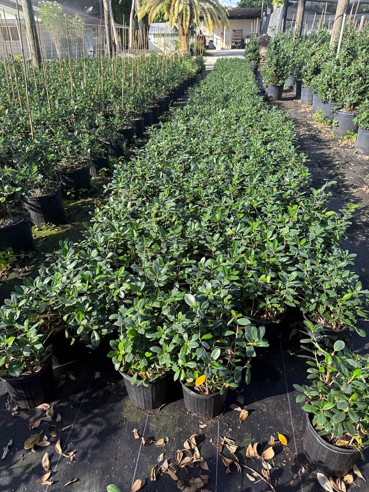 ficus-microcarpa-green-island-ficus-green-island