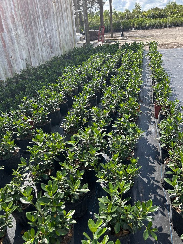 ficus-microcarpa-green-island-ficus-green-island