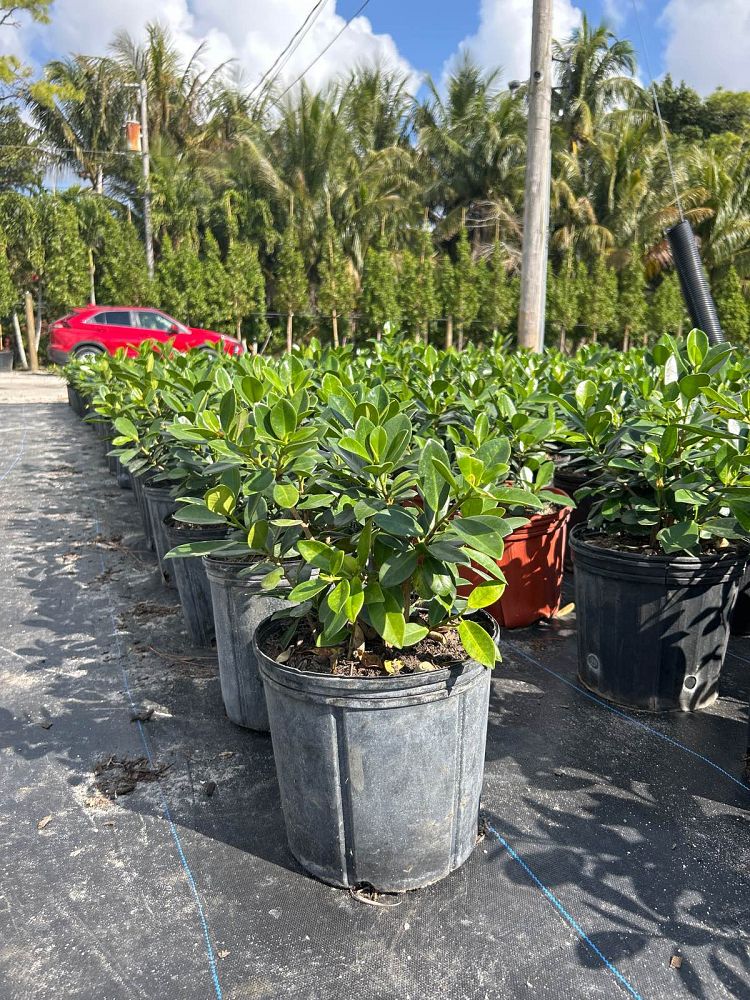 ficus-microcarpa-green-island-ficus-green-island