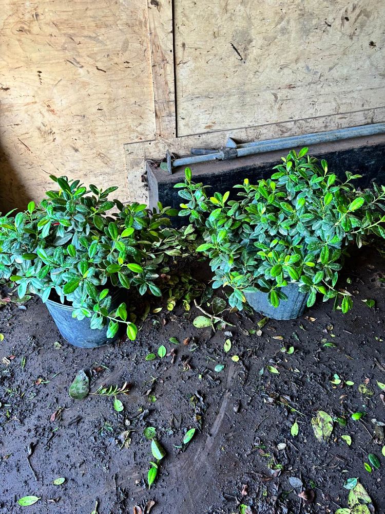 ficus-microcarpa-green-island-ficus-green-island