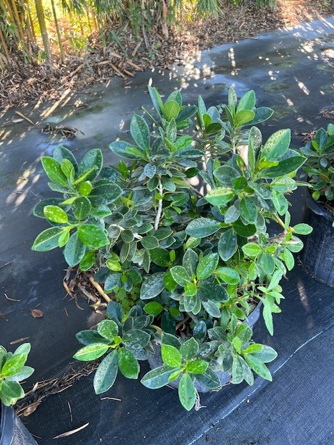 ficus-microcarpa-green-island-ficus-green-island