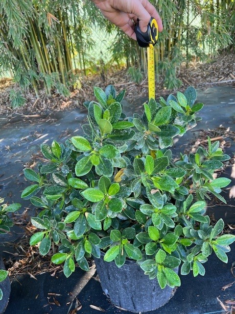 ficus-microcarpa-green-island-ficus-green-island