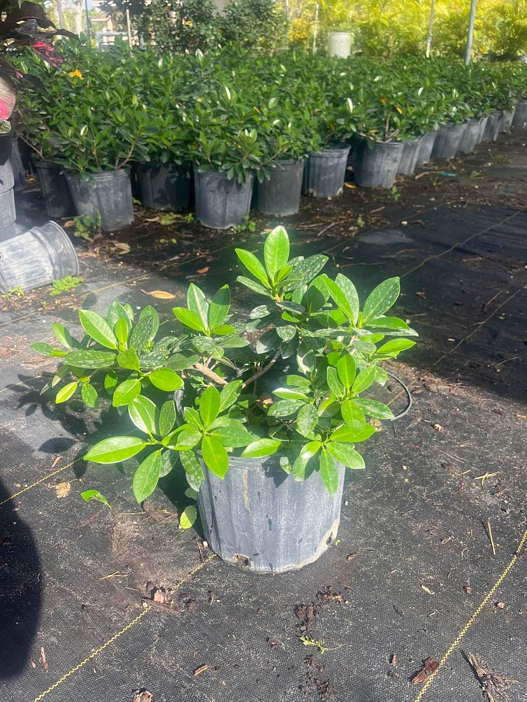 ficus-microcarpa-green-island-ficus-green-island