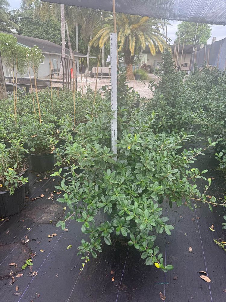 ficus-microcarpa-green-island-ficus-green-island
