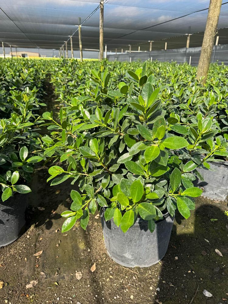 ficus-microcarpa-green-island-ficus-green-island