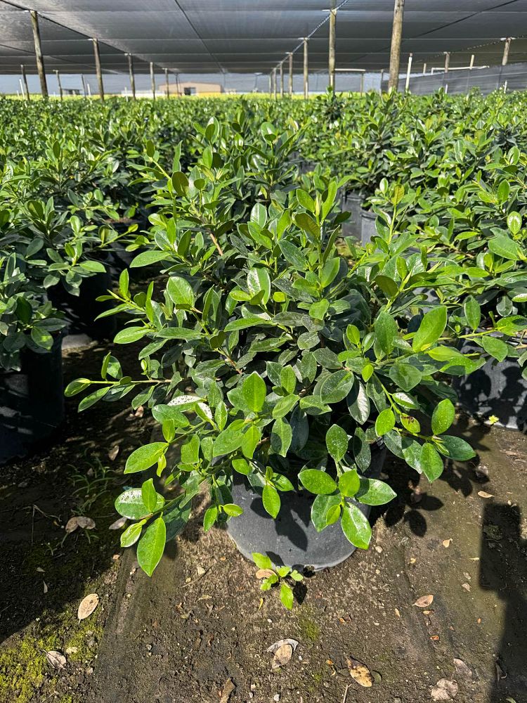 ficus-microcarpa-green-island-ficus-green-island