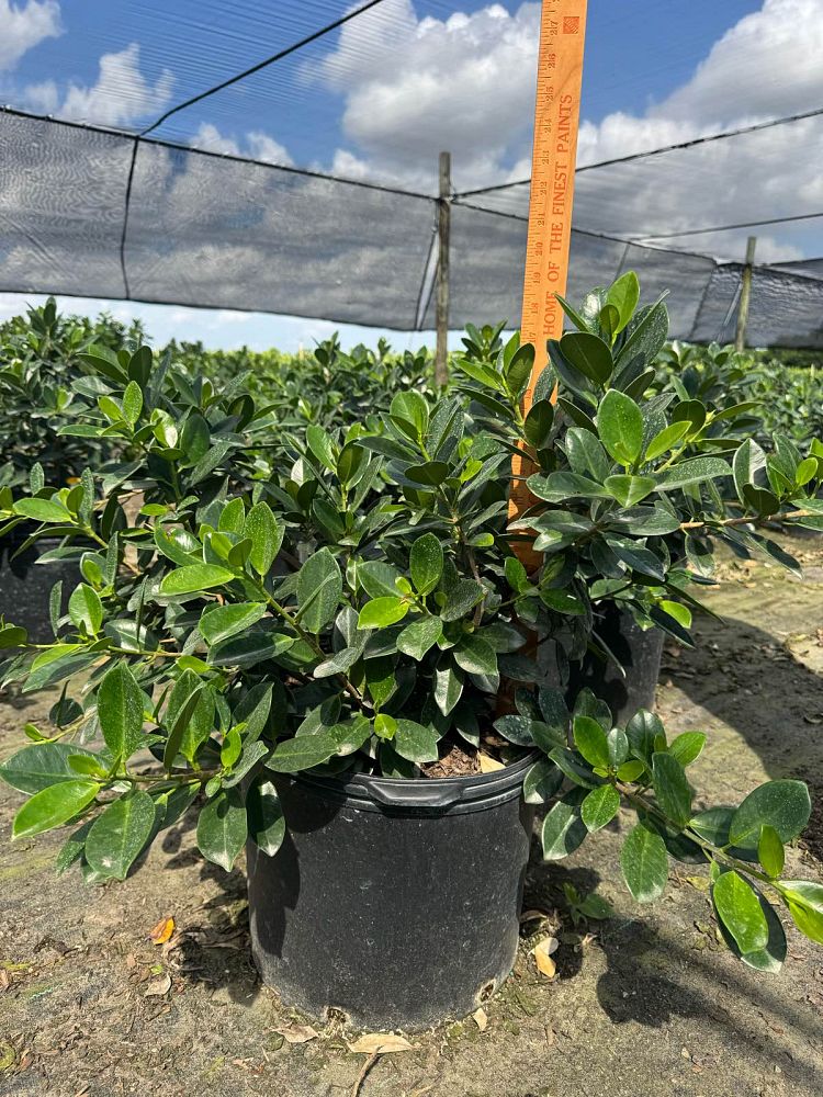 ficus-microcarpa-green-island-ficus-green-island