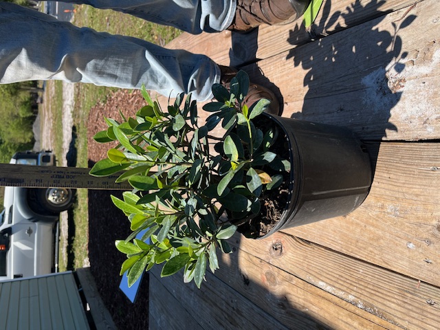 ficus-microcarpa-green-island-ficus-green-island